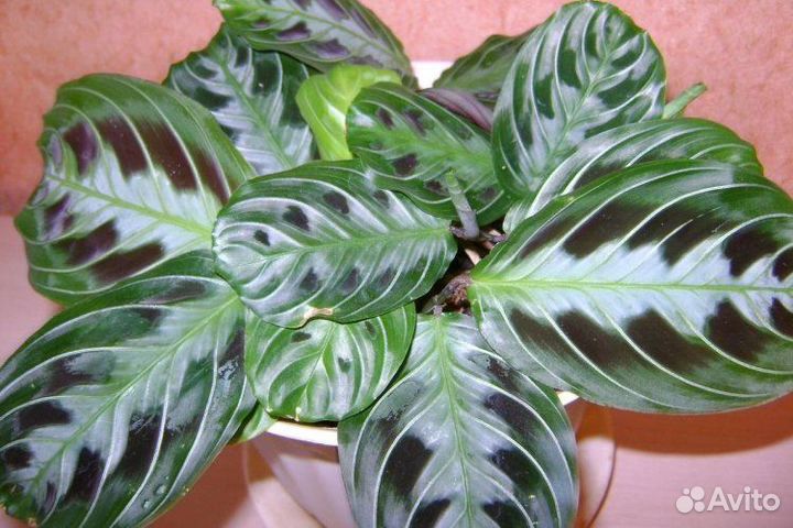 Комнатные цветы 5 шт