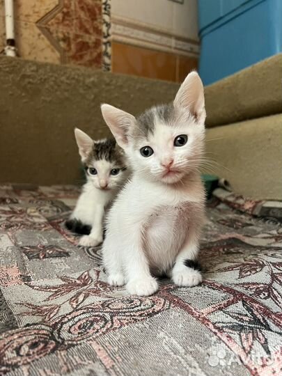 Отдам котят в добрые руки