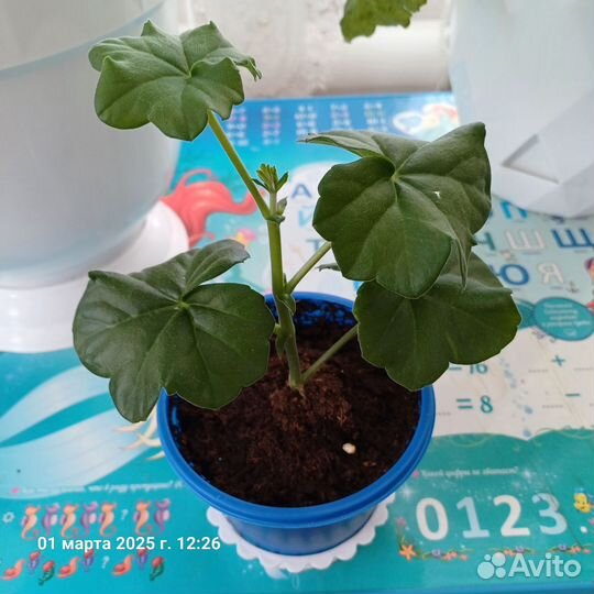 Плющелистная пеларгония