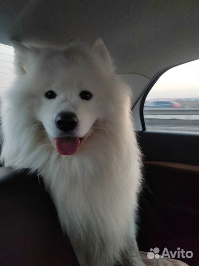 Самоедская лайка