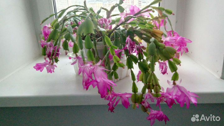 Декабрист шлюмбергера