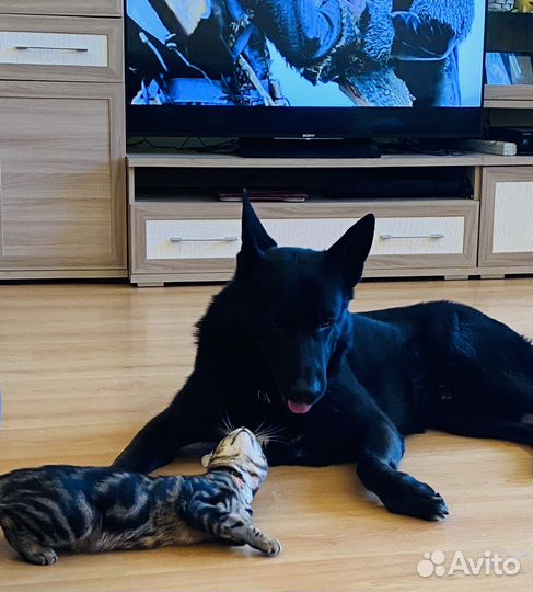 Случка собак