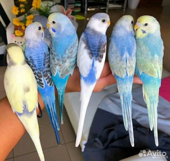 Молодые волнистые попугаи