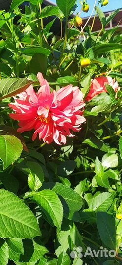 Георгины клубни