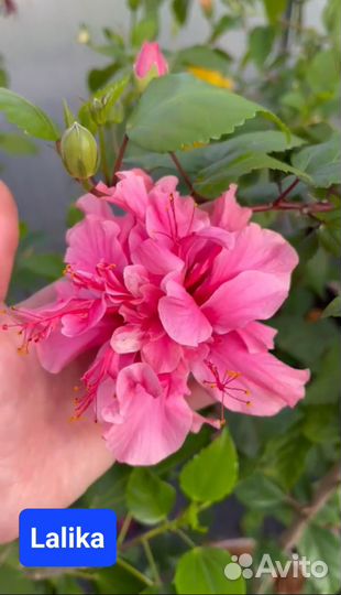 Сортовые гибискусы