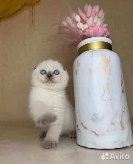 Большой выбор котят