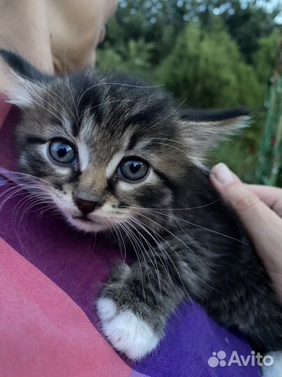 Очаровательный мальчишка ищет дом