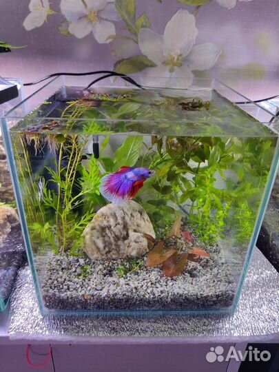 Аквариум кубик (готовый комплекс), криптокарина
