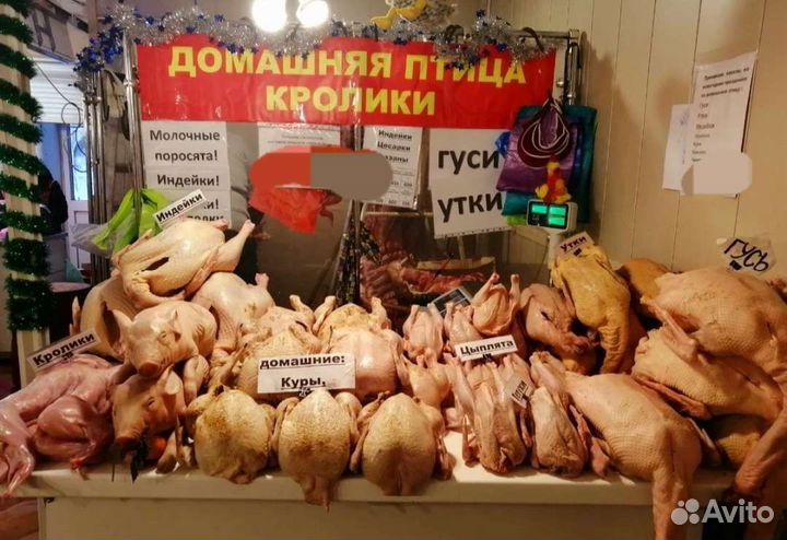 Гуси индейка утки куры кролики молочный поросенок