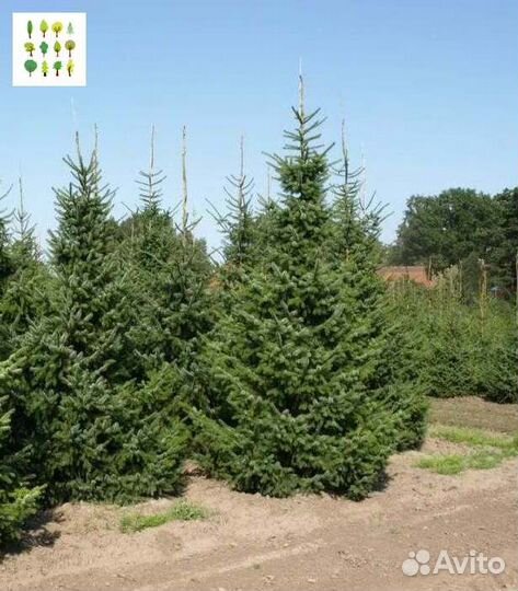 Саженцы ели опт с гарантией