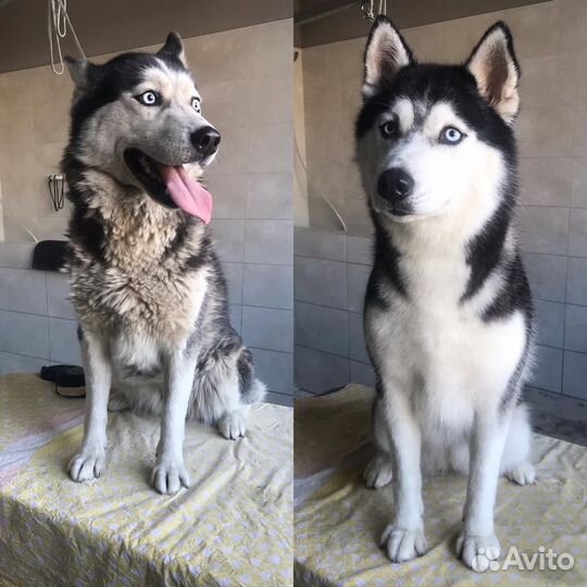 Груминг собак и кошек