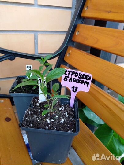 Гортензия саженцы лайм лайт