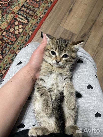 Отдам котят