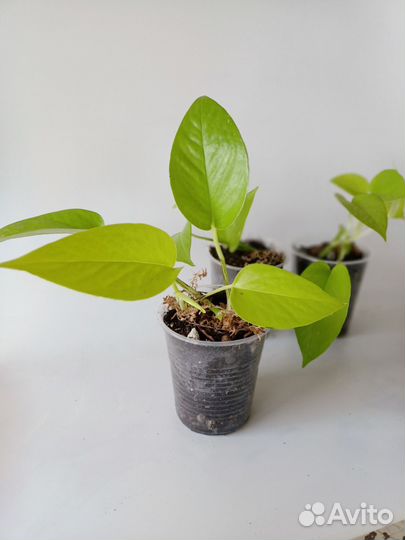 Комнатные растения