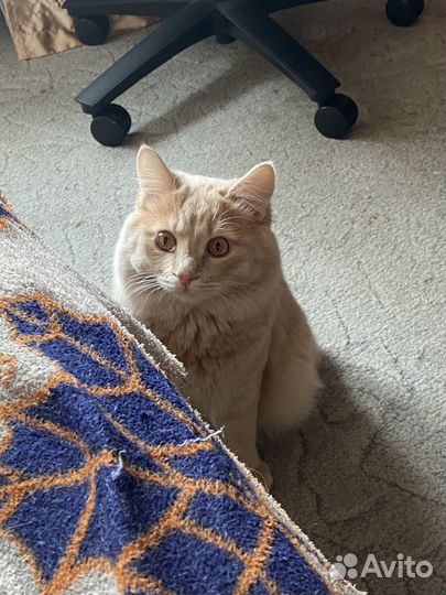 Кот на вязку