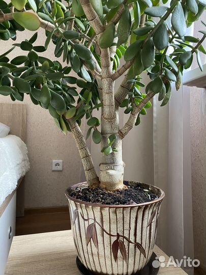 Толстянка Денежное дерево цветок в горшке
