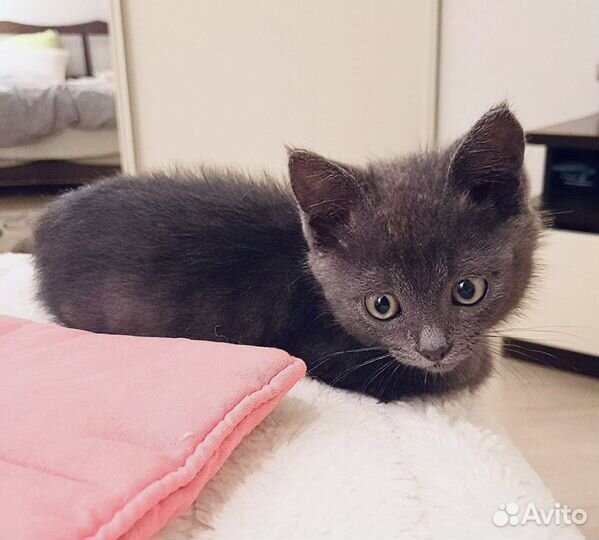 Мальчик Дарси в добрые руки