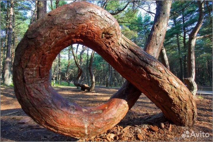 Экскурсия Куршская коса на авто индивидуальная