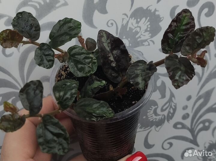 Гинура,сансевиерия, хлорофитум,пелиония,пеперомия