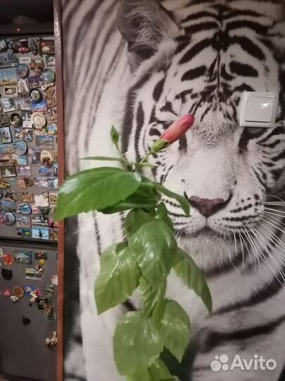 Комнатные цветы