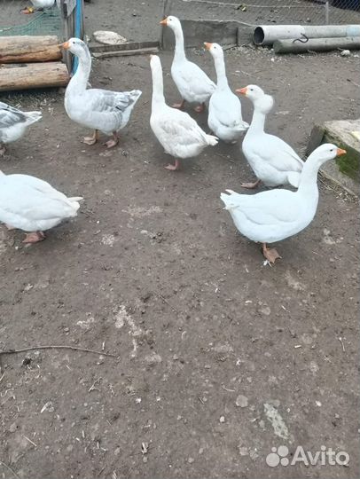 Домашние гуи и утки