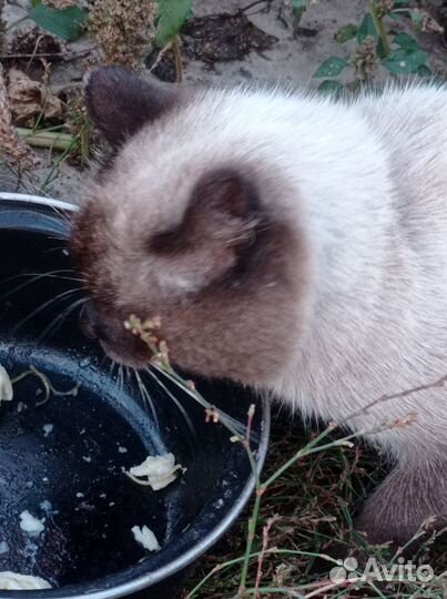 Кошки породистые бесплатно