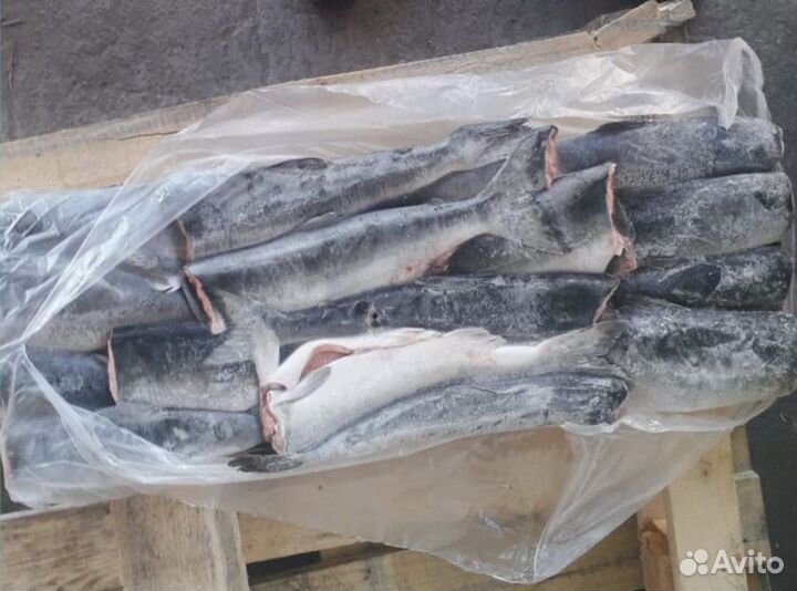 Форель килька обрезь лосося скумбрия горбуша опт