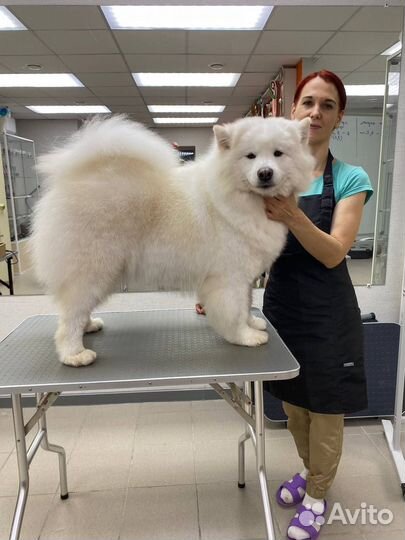 Груминг собак