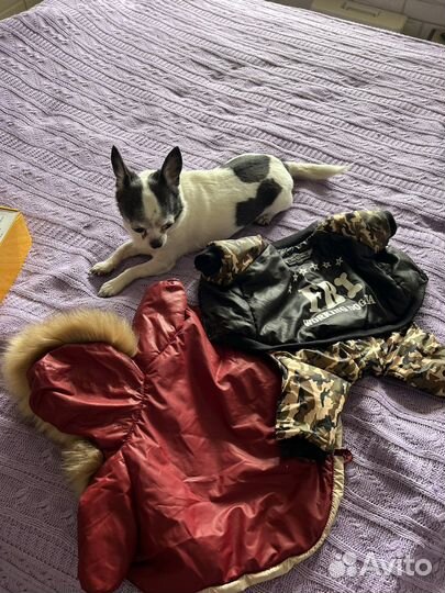 Одежда для собак чихуахуа