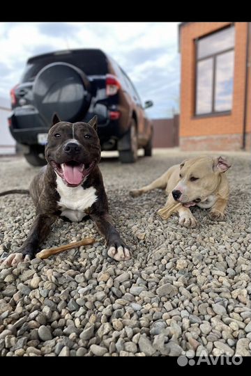 Амстафф вязка