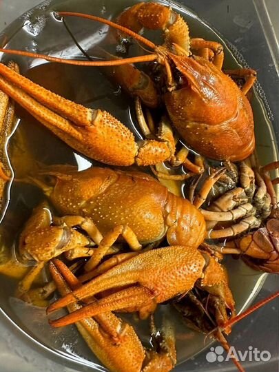 Раки Варёные горячие Раки живые