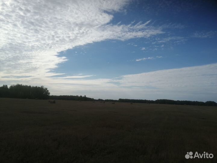 Зерно пшеница ячмень