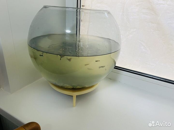 Аквариум с рыбками