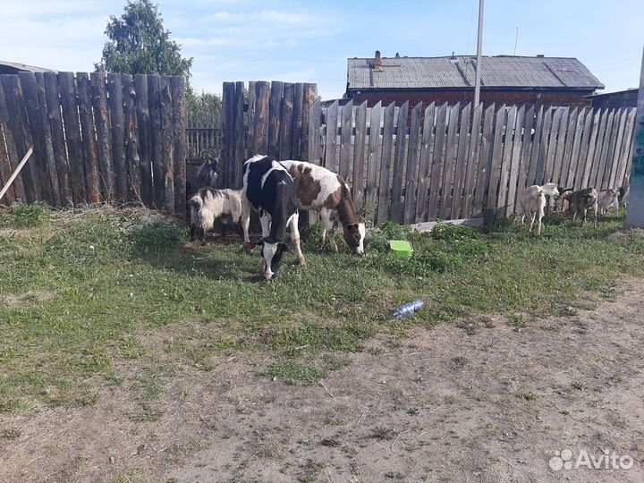 Коровы, козы, телята