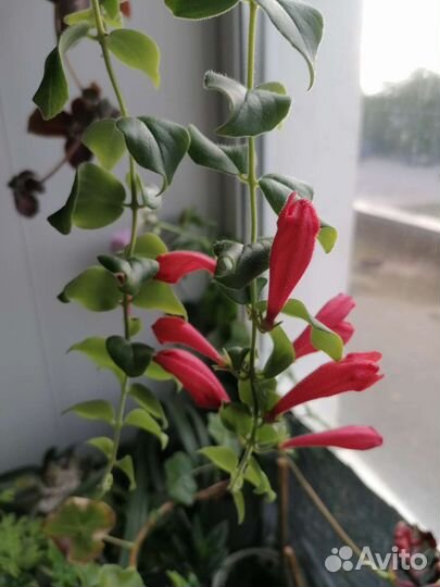 Эсхинантусы