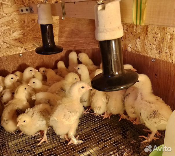 Куры и Цыплята