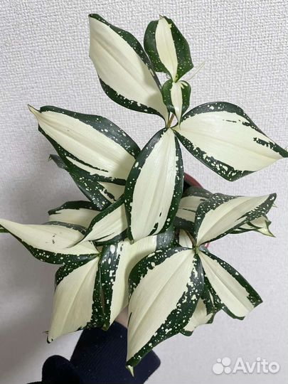 Драцена Милки вей