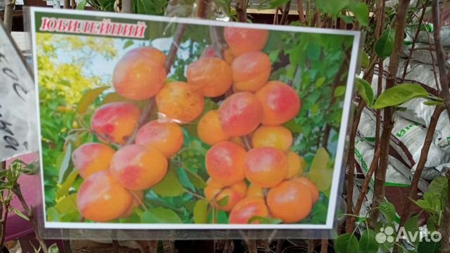 Саженцы яблонии абрикоса