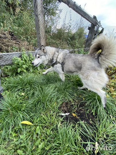 Продам хаски девочка