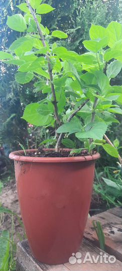 Гортензия Анабель