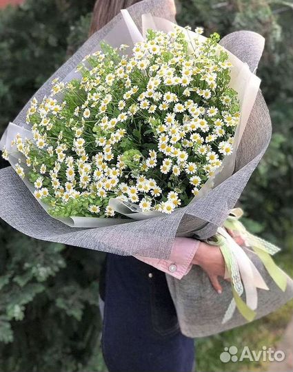 Цветы ромашки