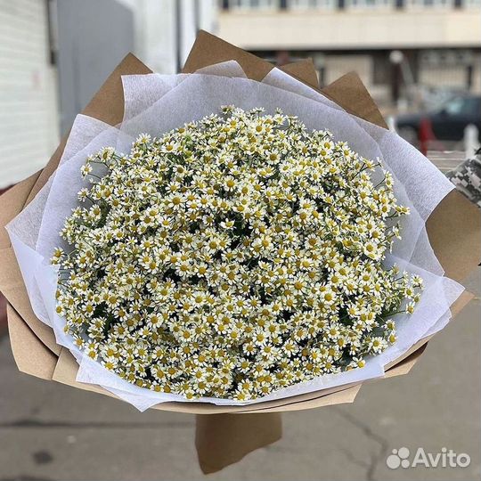 Цветы ромашки