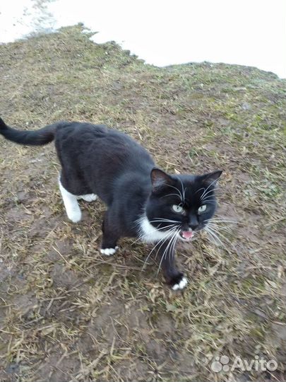 Кот бесплатно