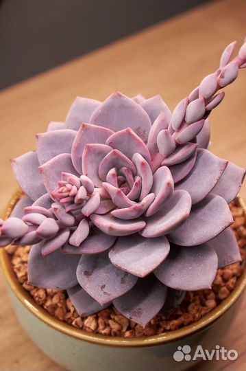 Суккуленты 1