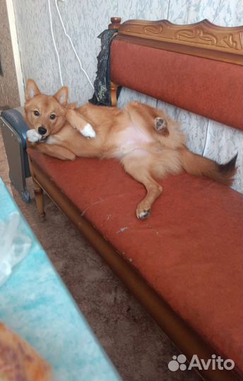 Карело финская лайка. Вязка