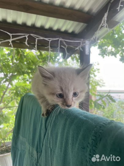 Котята в добрые руки бесплатно