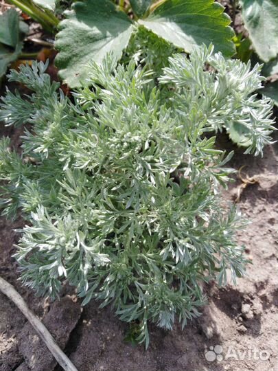 Серебристая полынь