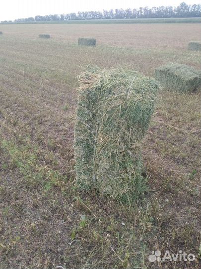 Люцерна в тюках