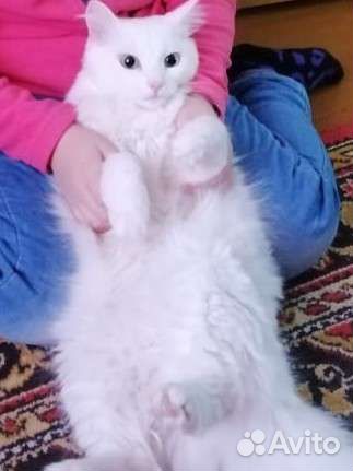 Кошка в дар бесплатно