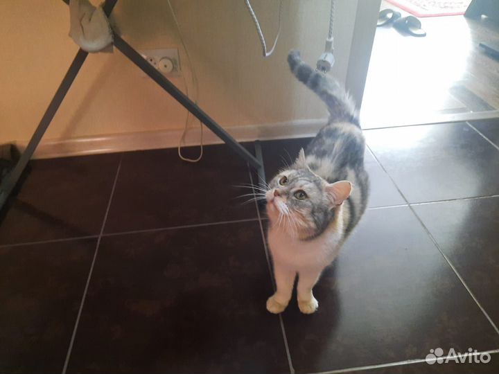 Кошка ищет новый дом